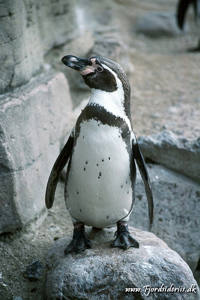 Zoo KBH 1998 0152.JPG